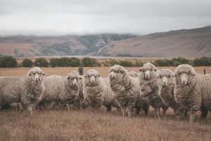 Products: Shepherds 11 - ER Imaging Photography