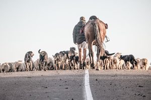 Shepherds 12 - ER Imaging Photography