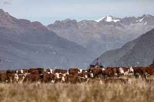 Shepherds 13 - ER Imaging Photography