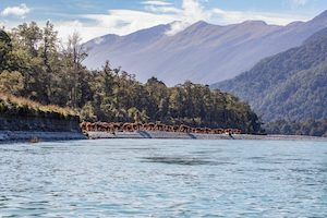 Products: Shepherds 14 - ER Imaging Photography