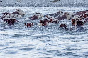 Shepherds 15 - ER Imaging Photography