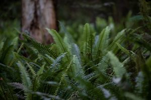 Products: West Coast 1 - ER Imaging Photography