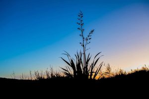 Products: West Coast 12 - ER Imaging Photography