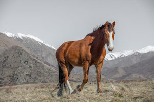 Products: High Country Horses 1 - ER Imaging Photography