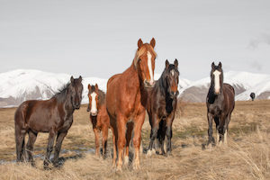 Products: High Country Horses 2 - ER Imaging Photography