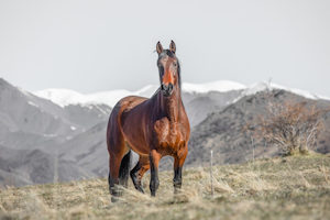 Products: High Country Horses 3 - ER Imaging Photography