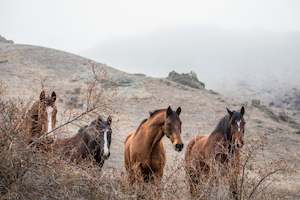 Products: High Country Horses 4 - ER Imaging Photography