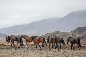 High Country Horses 6 - ER Imaging Photography