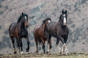 Products: High Country Horses 7 - ER Imaging Photography