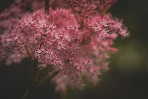 Products: Botanicals 4 - ER Imaging Photography