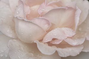 Botanicals 3 - ER Imaging Photography