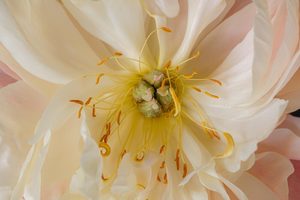 Botanicals 2 - ER Imaging Photography