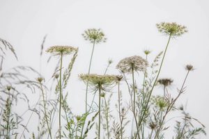 Products: Botanicals 1 - ER Imaging Photography