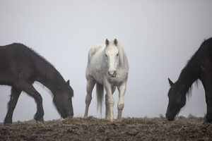 Products: High Country Horses 10 - ER Imaging Photography