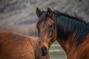High Country Horses 12 - ER Imaging Photography