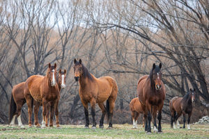 Products: High Country Horses 13 - ER Imaging Photography