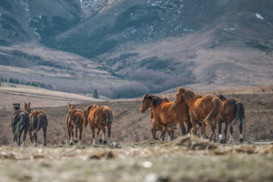 High Country Horses 14 - ER Imaging Photography