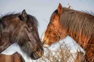 Products: High Country Horses 15 - ER Imaging Photography