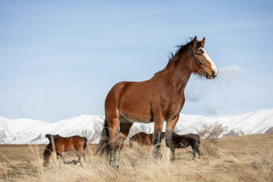 Products: High Country Horses 16 - ER Imaging Photography
