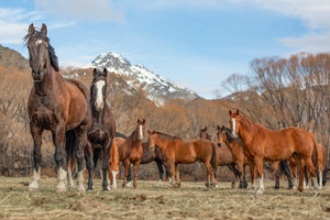High Country Horses 17 - ER Imaging Photography