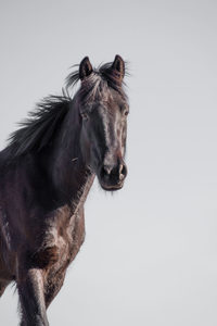 Products: High Country Horses 11 - ER Imaging Photography