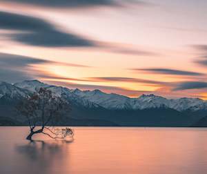 Splashback Digital Files: Wanaka Tree - Splashback - Glass Included
