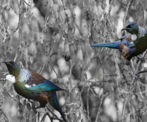 Splashback Digital Files: Tūi - Kowhai - Black and White - Image Only