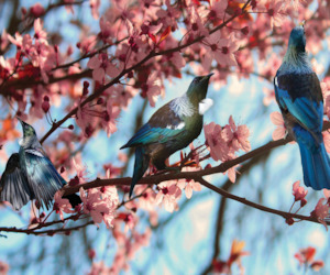 Splashback Digital Files: Tūi Blossom - Full Colour - Image Only