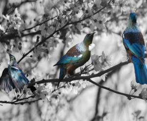 Tūi Blossom - Black and White - Image Only