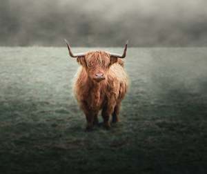 Splashback Digital Files: Highlander Cow - Image Only