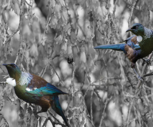 Nz Native Birds: Tūi - Kowhai - Black and White - Splashback - Glass Included