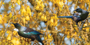 Nz Native Birds: Tūi - Kowhai - Splashback - Glass Included