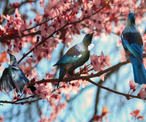 Nz Native Birds: Tūi Blossom - Splashback - Glass Included
