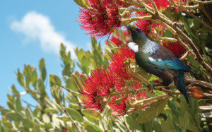 Nz Native Birds: Tūi Pohutukawa - Full Colour - Image Only