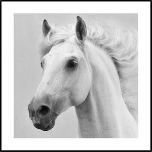 Products: Frame/Plaque White Horses
