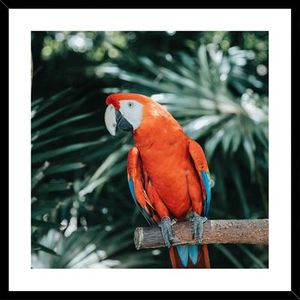 Get Posh: Glass Portrait - Red Parrot