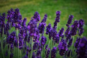 Products: Lavender - Essential Oils of New Zealand