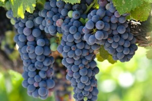 Products: Grapeseed Oil - 100ml - Essential Oils of New Zealand