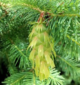 Douglas Fir Essential Oil
