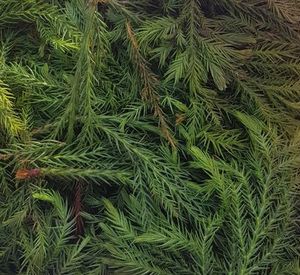 Japanese Cedar (Sugi) Essential Oil