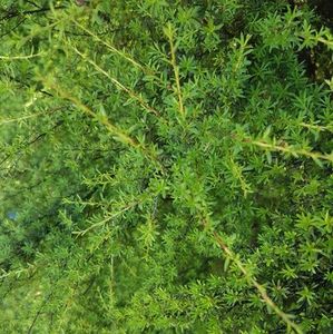 Estate Aromatics: Kānuka Essential Oil