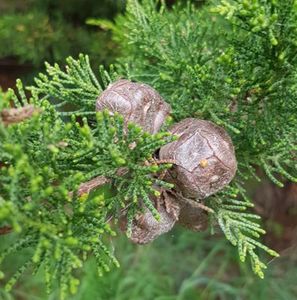 Monterey Cypress (Macrocarpa) Essential Oil