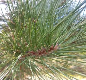 Products: Ponderosa Pine Essential Oil