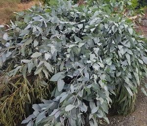 Shining Gum Essential Oil