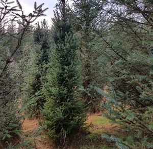 Sitka Spruce Essential Oil