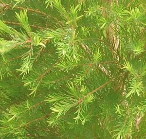 Products: Tea Tree Essential Oil