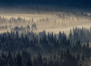 Override Tax For Pricecalculator App: Designwalls 2 - Forest in Fog