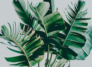 Designwalls 2: Designwalls 2 - Palm Fronds