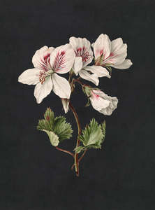 Walls By Patel 3: Walls by Patel 3 - Midnight Garden Lily