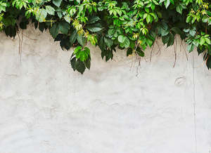 Designwalls 2 - Plant on Wall